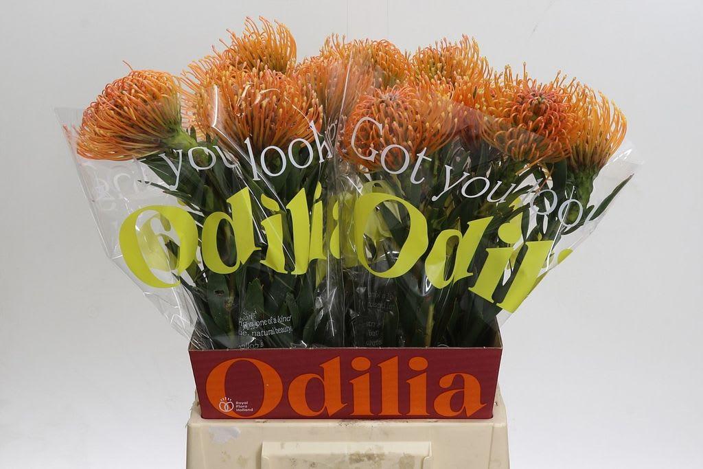 Срезанные цветы оптом Nutans ayoba peach от 20шт из Голландии с доставкой по России