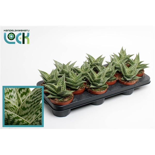 Горшечные цветы и растения оптом Aloe Variegata Tribal от 12шт из Голландии с доставкой по России