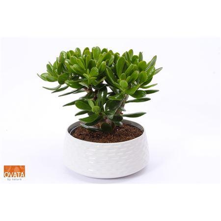 Горшечные цветы и растения оптом Crassula Magical Tree Keramiek Xl от 1шт из Голландии с доставкой по России