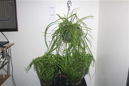 Горшечные цветы и растения оптом Lepismium Bolivianum Hangpot от 6шт из Голландии с доставкой по России