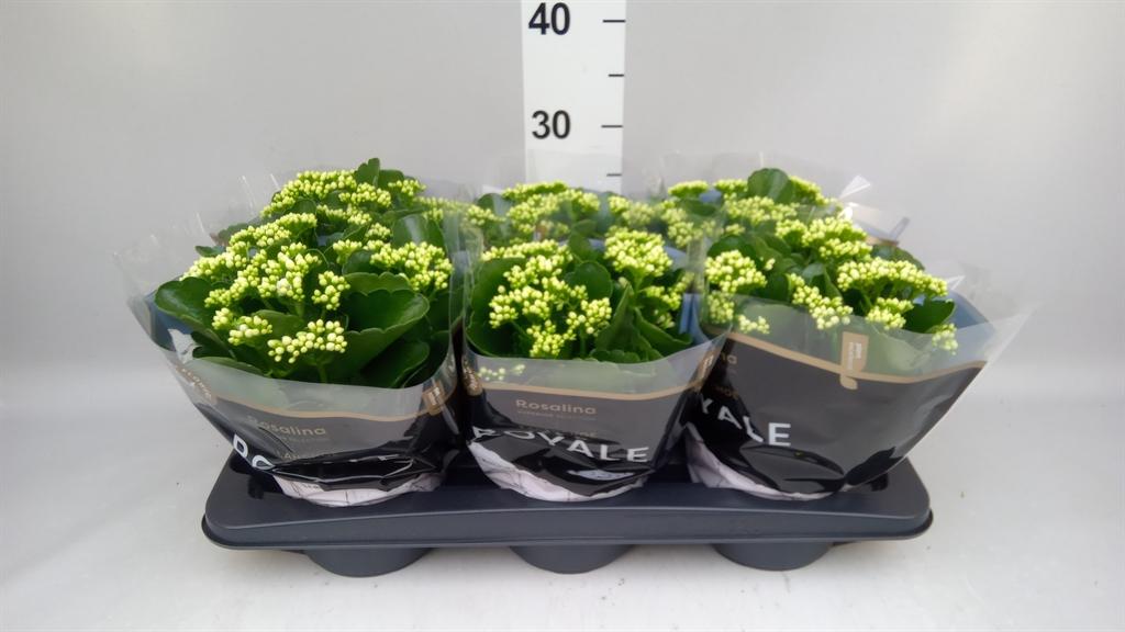 Горшечные цветы и растения оптом Kalanchoe Blos. rosdon Dione от 6шт из Голландии с доставкой по России