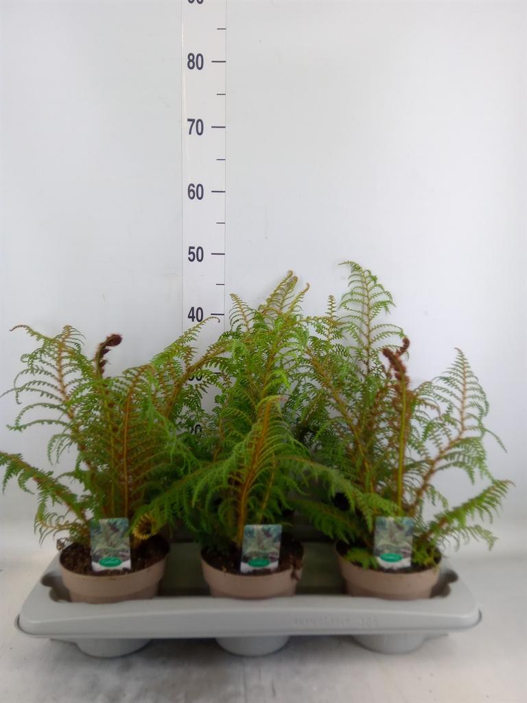Горшечные цветы и растения оптом Cyathea Tomentosissima от 6шт из Голландии с доставкой по России