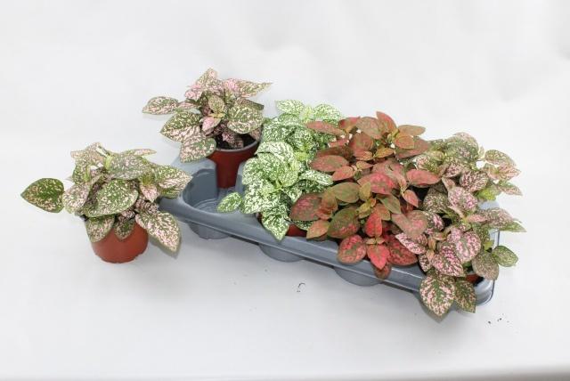 Горшечные цветы и растения оптом Hypoest Conf C Gem от 8шт из Голландии с доставкой по России