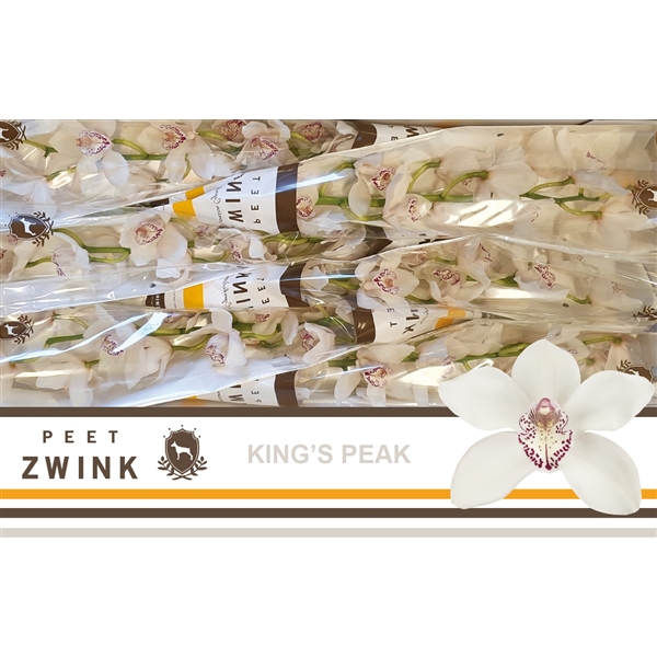 Срезанные цветы оптом Cymbidium white kings peak от 8шт из Голландии с доставкой по России