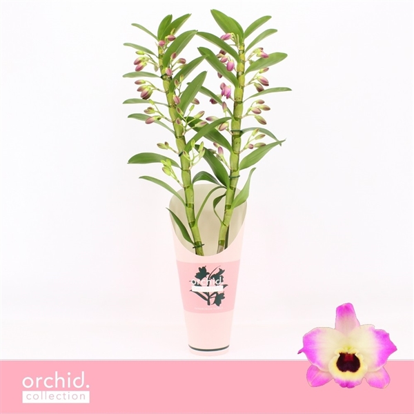 Горшечные цветы и растения оптом Den Nob 2st Sunny Eyes Orchid Collection от 6шт из Голландии с доставкой по России