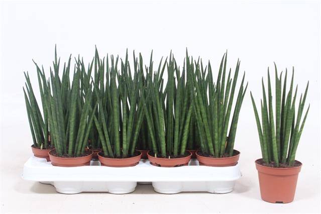 Горшечные цветы и растения оптом Sansevieria Bacularis от 8шт из Голландии с доставкой по России