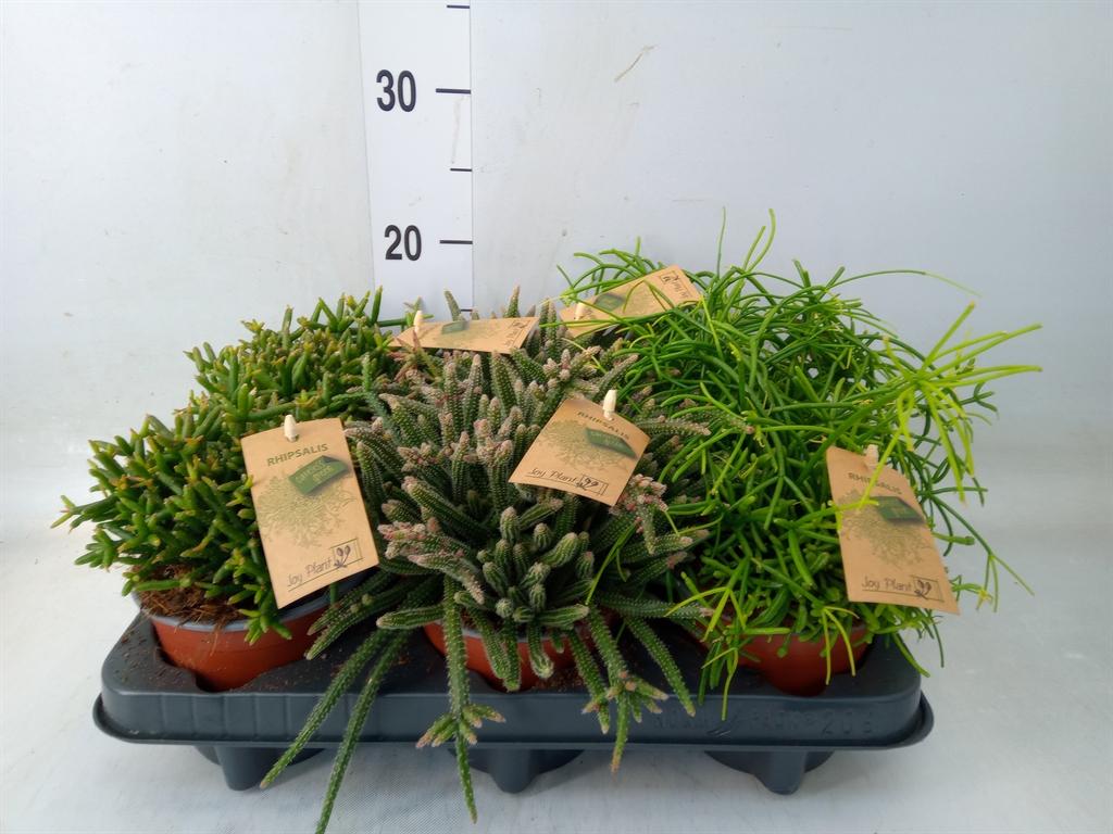 Горшечные цветы и растения оптом Rhipsalis   ...mix от 6шт из Голландии с доставкой по России