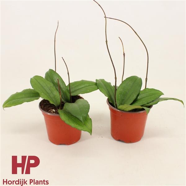 Горшечные цветы и растения оптом Hoya Erythrina от 14шт (для телеги) из Голландии с доставкой по России