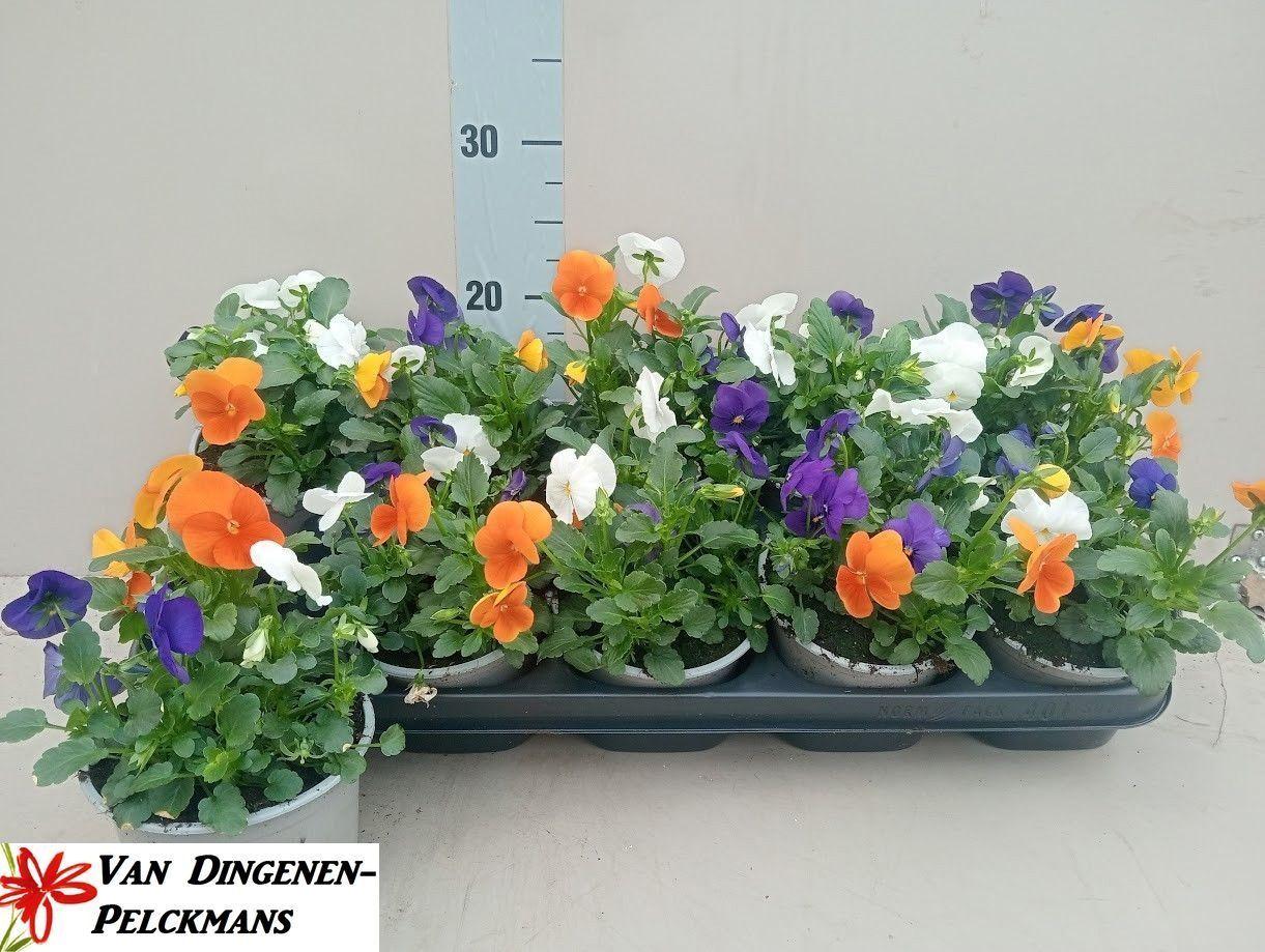 Горшечные цветы и растения оптом Vio Co Tw Gem от 10шт из Голландии с доставкой по России