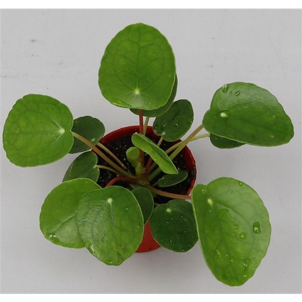 Горшечные цветы и растения оптом Pilea Peperomioides от 14шт из Голландии с доставкой по России