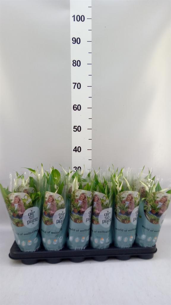 Горшечные цветы и растения оптом Spathiphyllum chopin от 18шт (для телеги) из Голландии с доставкой по России
