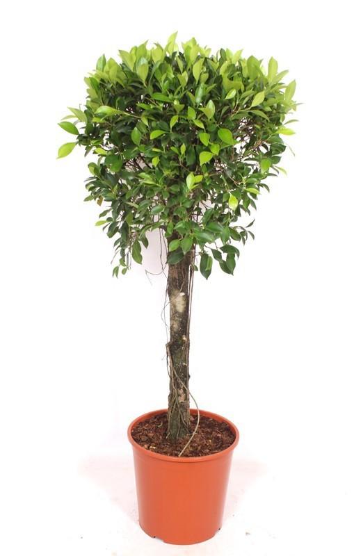 Горшечные цветы и растения оптом Ficus Nitida On Stem от 1шт из Голландии с доставкой по России