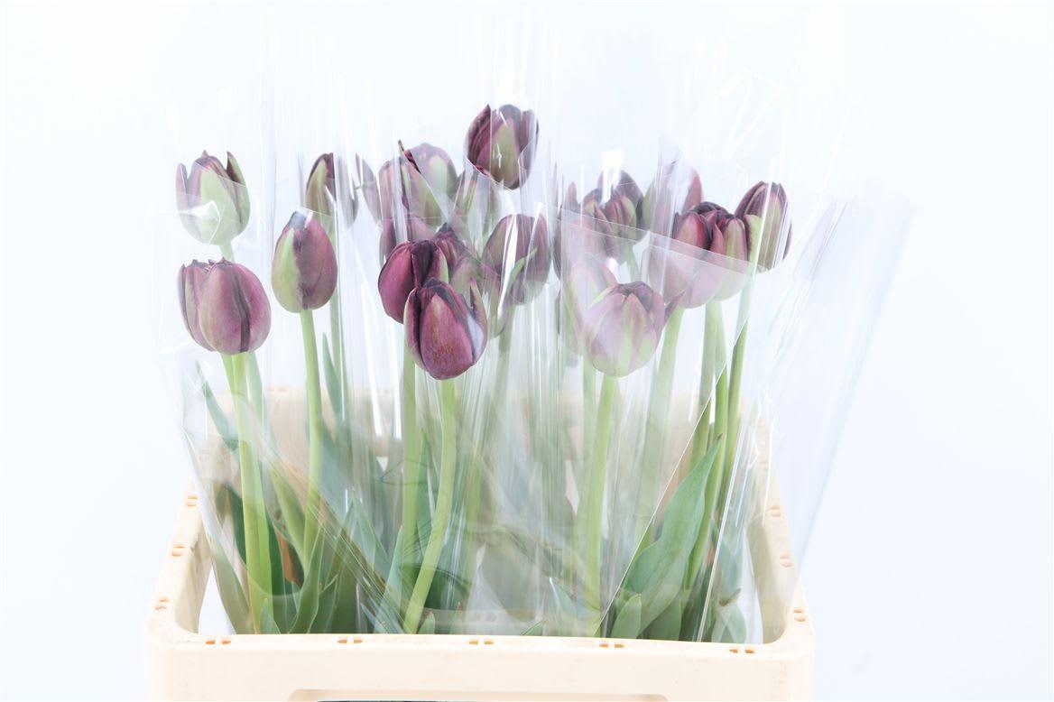 Срезанные цветы оптом Tulipa do adore от 25шт из Голландии с доставкой по России