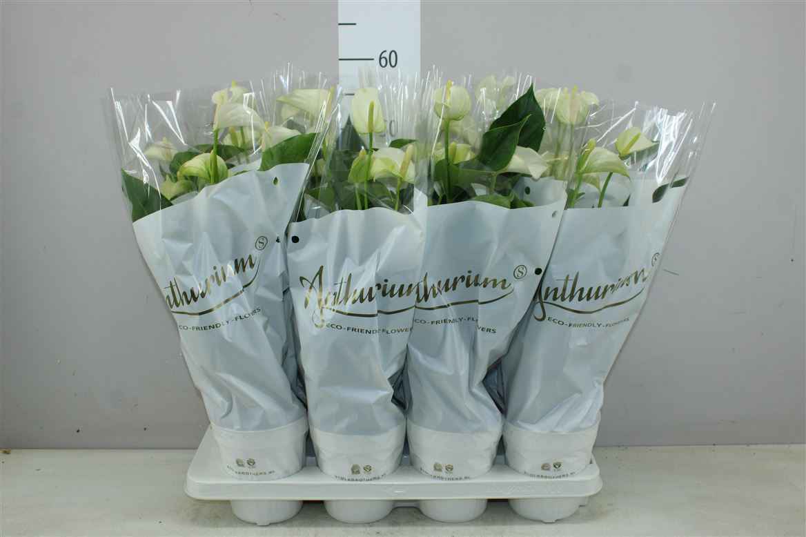 Горшечные цветы и растения оптом Anth An White Champion от 8шт из Голландии с доставкой по России