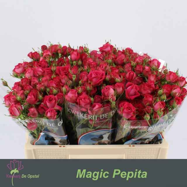 Срезанные цветы оптом Rosa sp magic pepita от 50шт из Голландии с доставкой по России