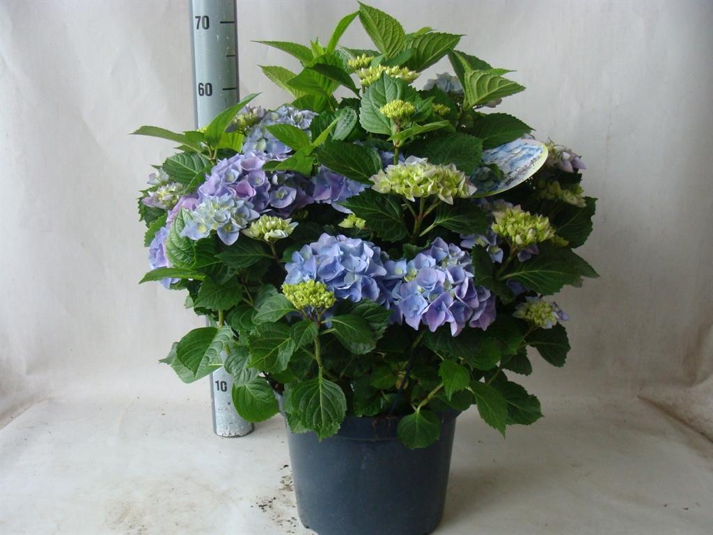Горшечные цветы и растения оптом Hydrangea Mac.   ... от 1шт из Голландии с доставкой по России