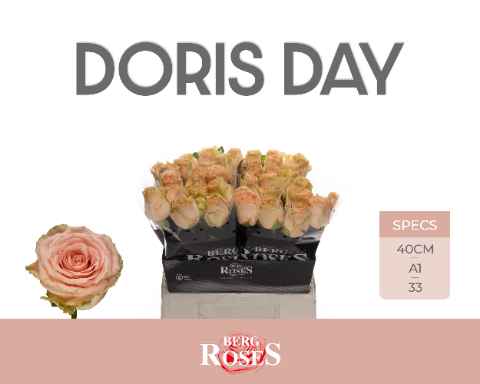 Срезанные цветы оптом Rosa la doris day от 40шт из Голландии с доставкой по России