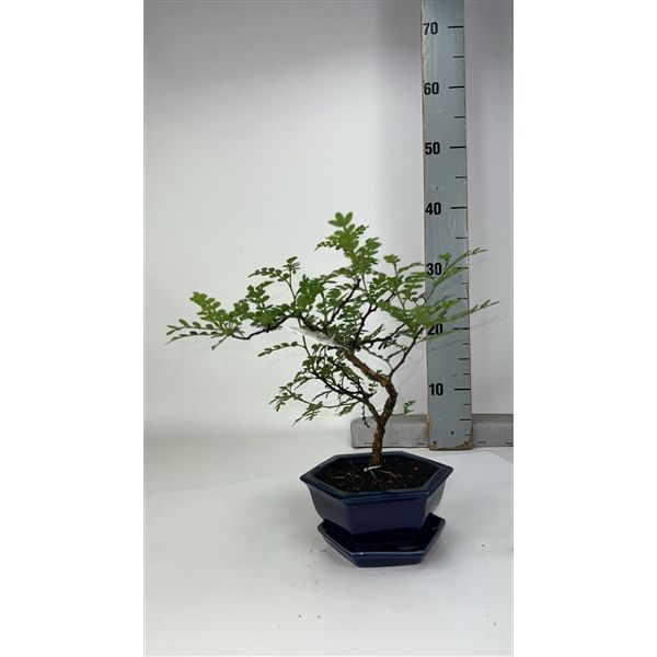 Горшечные цветы и растения оптом Bonsai Zanthoxylum Piperitum, Pot 14cm, With Dript от 1шт из Голландии с доставкой по России