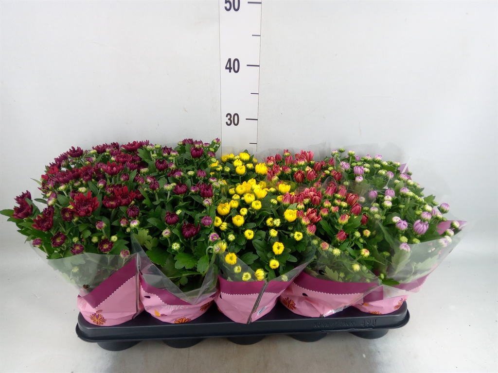 Горшечные цветы и растения оптом Chrysanthemum   ..mix 7 от 10шт из Голландии с доставкой по России
