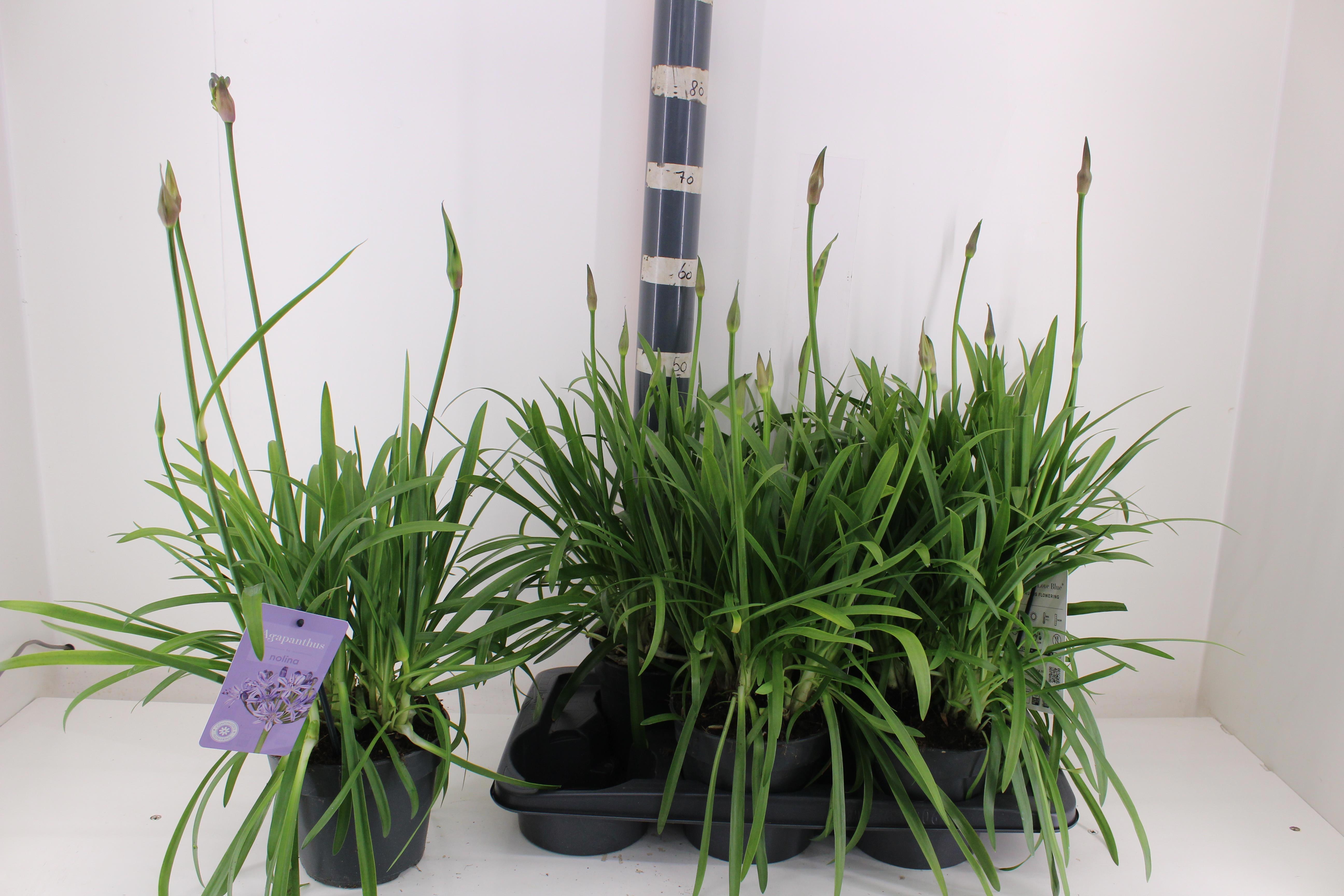 Горшечные цветы и растения оптом Agapa Summ Love Blue от 6шт из Голландии с доставкой по России