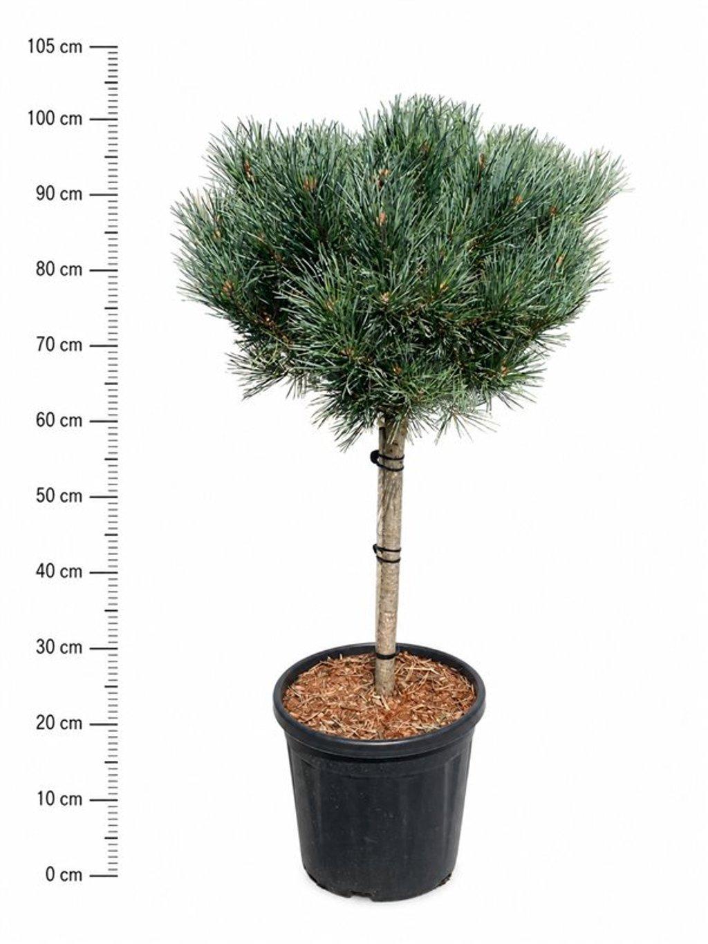 Горшечные цветы и растения оптом Pinus Sylv Watereri On Stem от 1шт из Голландии с доставкой по России