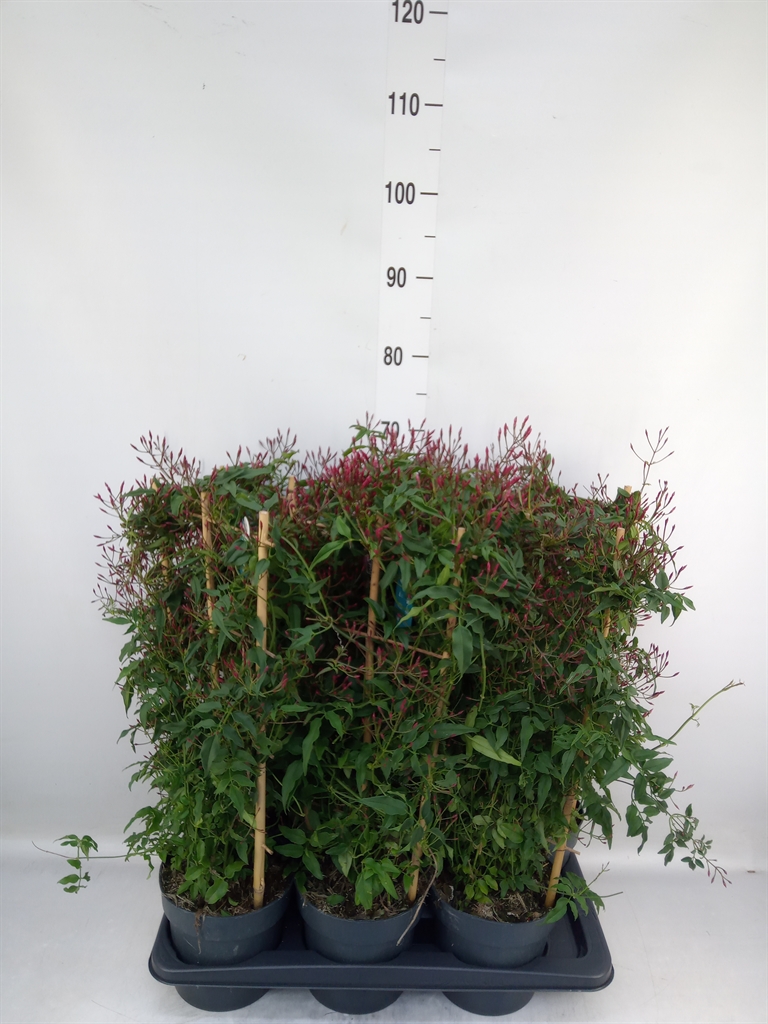 Горшечные цветы и растения оптом Jasminum Polyanthum   ...rose от 6шт из Голландии с доставкой по России