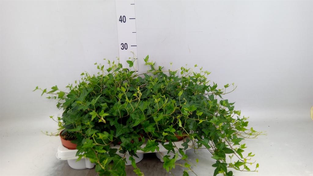 Горшечные цветы и растения оптом Hedera Helix Shamrock - Medium Long от 6шт из Голландии с доставкой по России