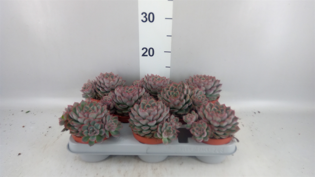 Горшечные цветы и растения оптом Echeveria hercules от 8шт из Голландии с доставкой по России