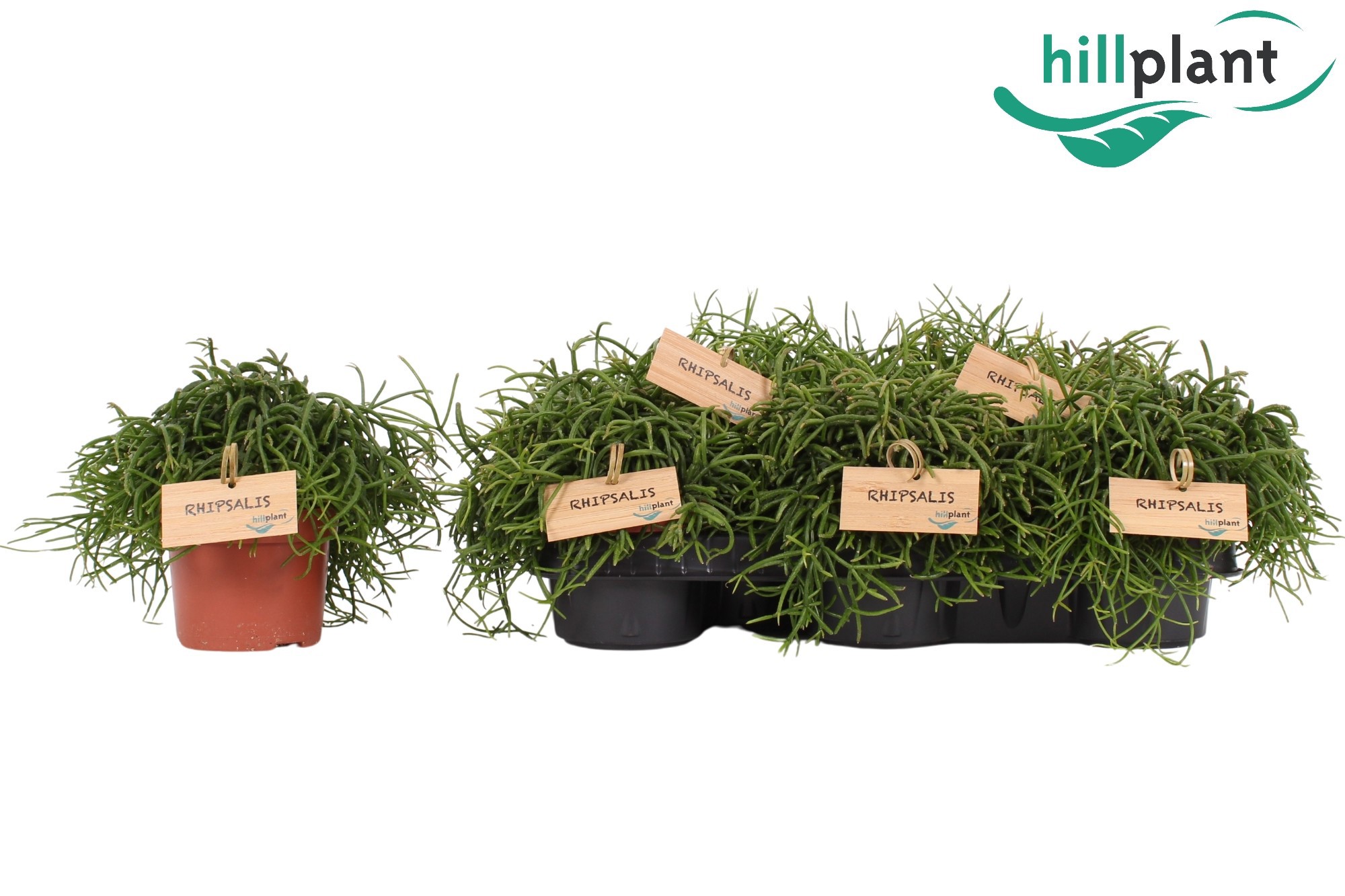Горшечные цветы и растения оптом Rhipsalis Baccifera Cassutha Oasis от 8шт из Голландии с доставкой по России