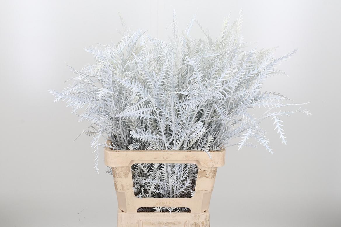 Срезанные цветы оптом Grevillea ivanhoe paint white от 50шт из Голландии с доставкой по России
