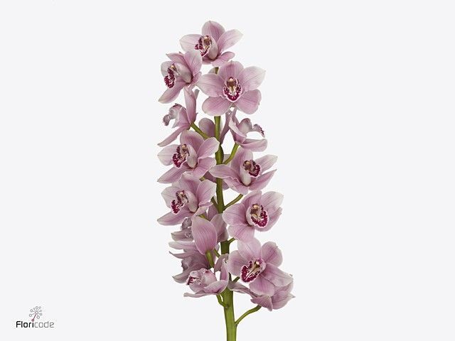 Срезанные цветы оптом Cymbidium pink pretty in pink от 10шт. из Голландии с доставкой по России