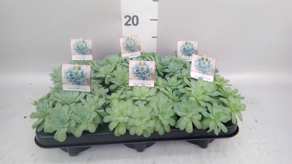Горшечные цветы и растения оптом Echeveria Elegans от 6шт из Голландии с доставкой по России