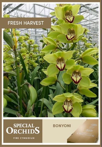 Срезанные цветы оптом Cymbidium green bonyoni от 4шт. из Голландии с доставкой по России