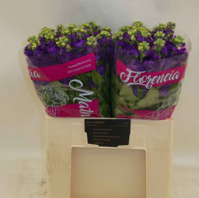 Срезанные цветы оптом Matthiola purple от 40шт из Голландии с доставкой по России