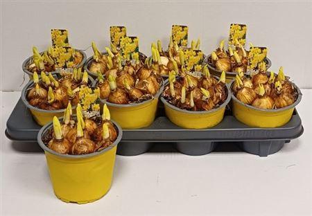 Горшечные цветы и растения оптом ** Narc O Tete A Tete Pot Vo* Spring Deal * от 8шт из Голландии с доставкой по России