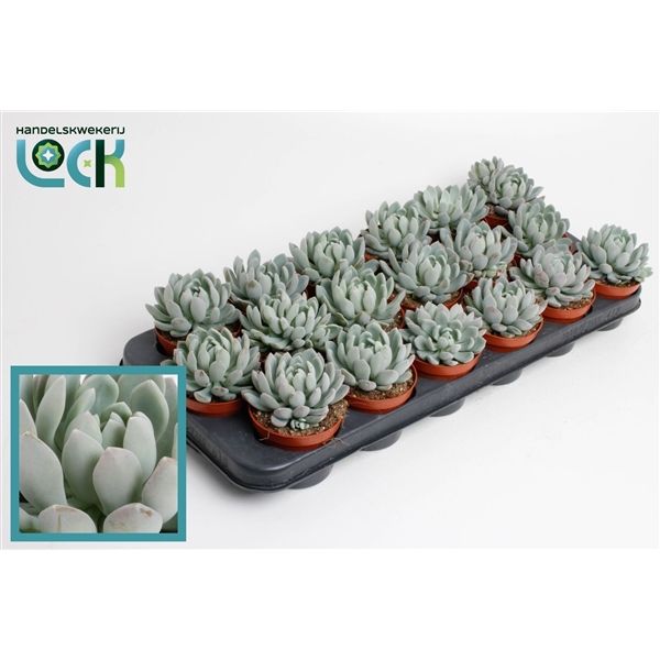 Горшечные цветы и растения оптом Echeveria Scheidekerii от 12шт из Голландии с доставкой по России