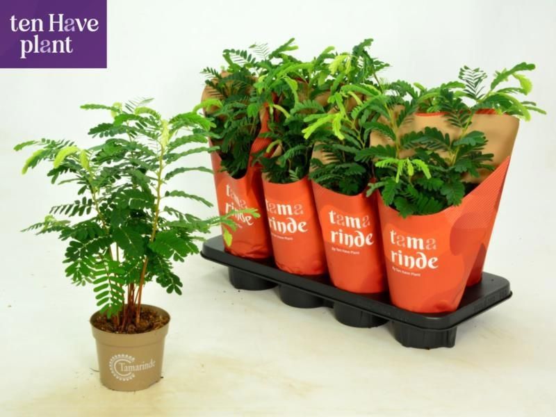 Горшечные цветы и растения оптом Tamarindus Indica от 8шт из Голландии с доставкой по России