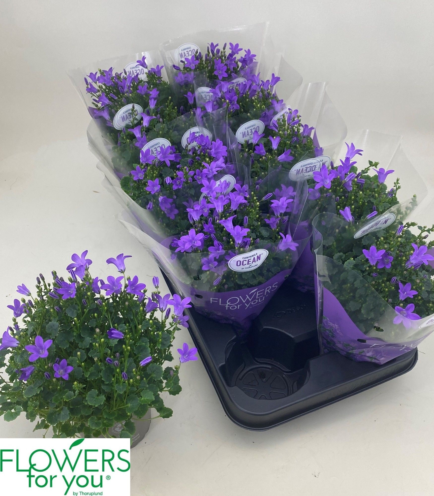 Горшечные цветы и растения оптом Camp Por Ocean от 10шт (для телеги) из Голландии с доставкой по России