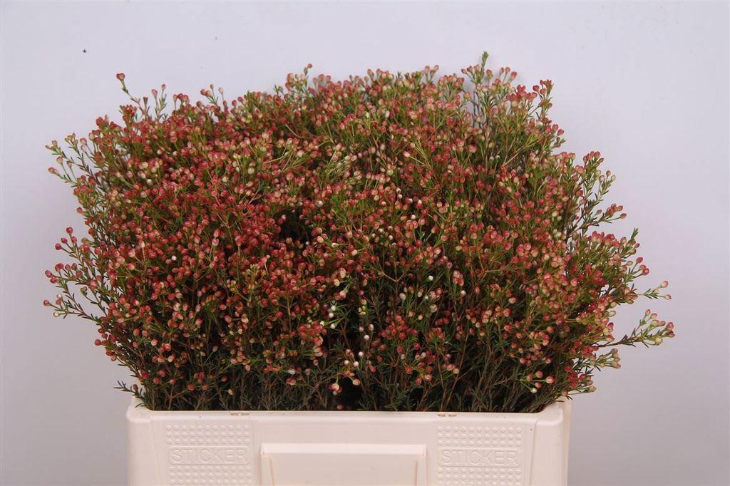 Срезанные цветы оптом Chamelaucium blondie от 125шт из Голландии с доставкой по России