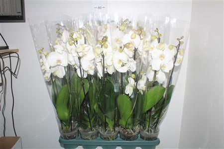 Горшечные цветы и растения оптом Phal Ural 3 Branche 22+ от 10шт из Голландии с доставкой по России