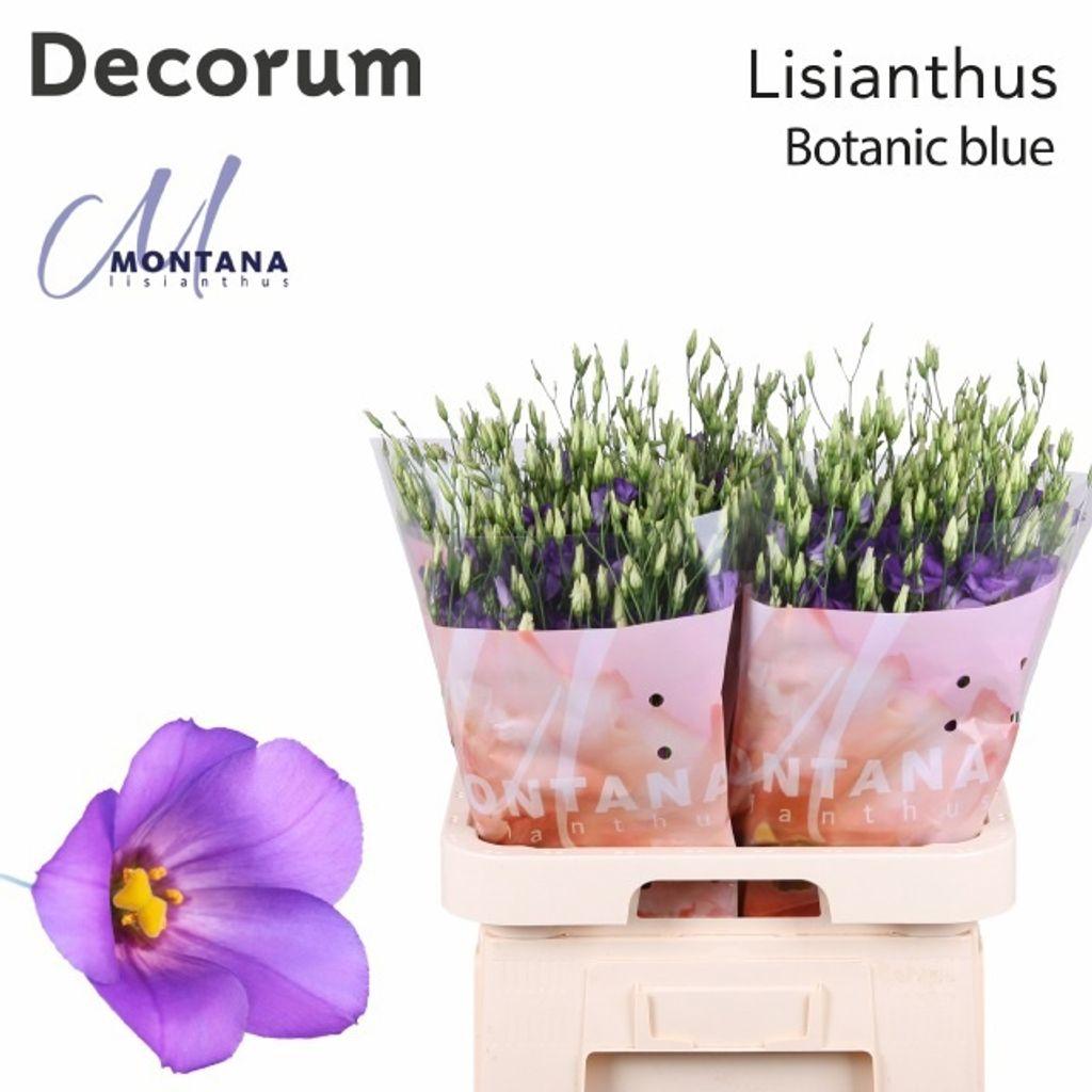 Срезанные цветы оптом Lisianthus si botanic blue от 60шт. из Голландии с доставкой по России