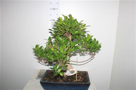 Горшечные цветы и растения оптом Bonsai Ficus Microcarpa от 1шт из Голландии с доставкой по России