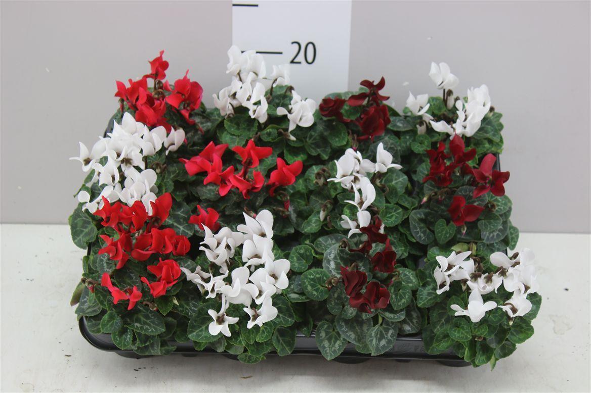 Горшечные цветы и растения оптом Cyclamen Kl S S Verano Gemengd от 12шт (для телеги) из Голландии с доставкой по России