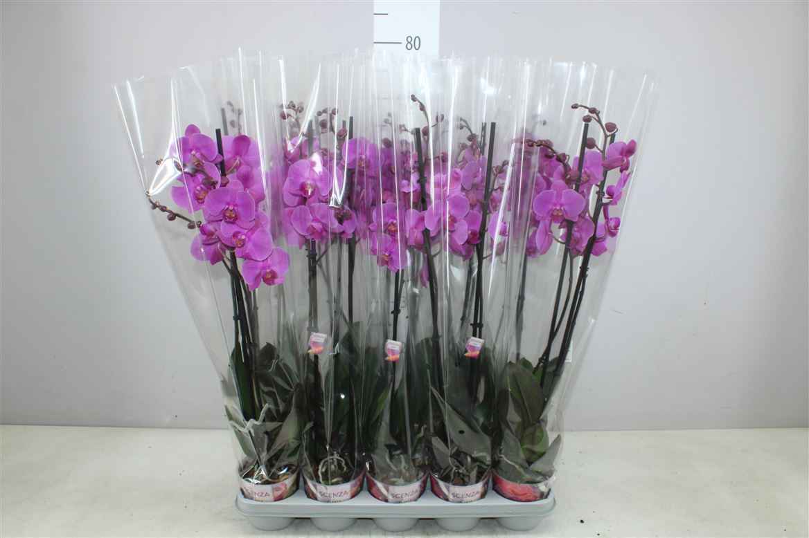 Горшечные цветы и растения оптом Phal Paars 2 Tak от 10шт из Голландии с доставкой по России