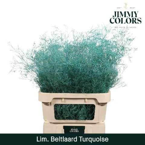 Срезанные цветы оптом Limonium beltlaard paint tuquoise от 25шт из Голландии с доставкой по России