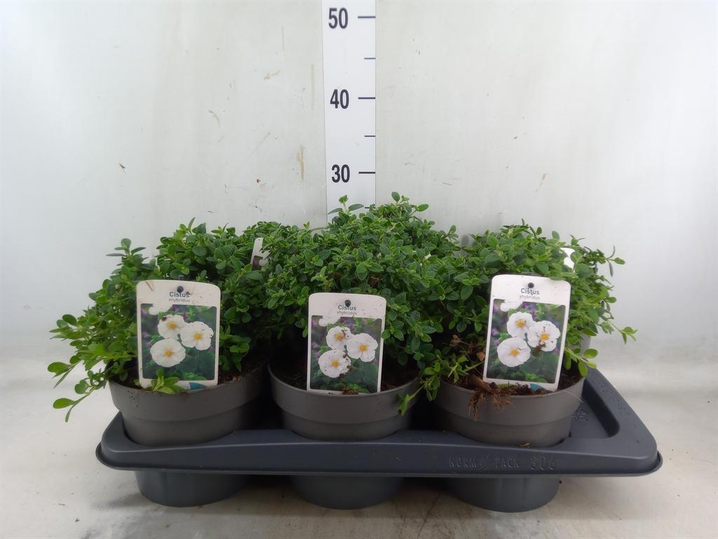 Горшечные цветы и растения оптом Cistus Florentinus от 6шт из Голландии с доставкой по России