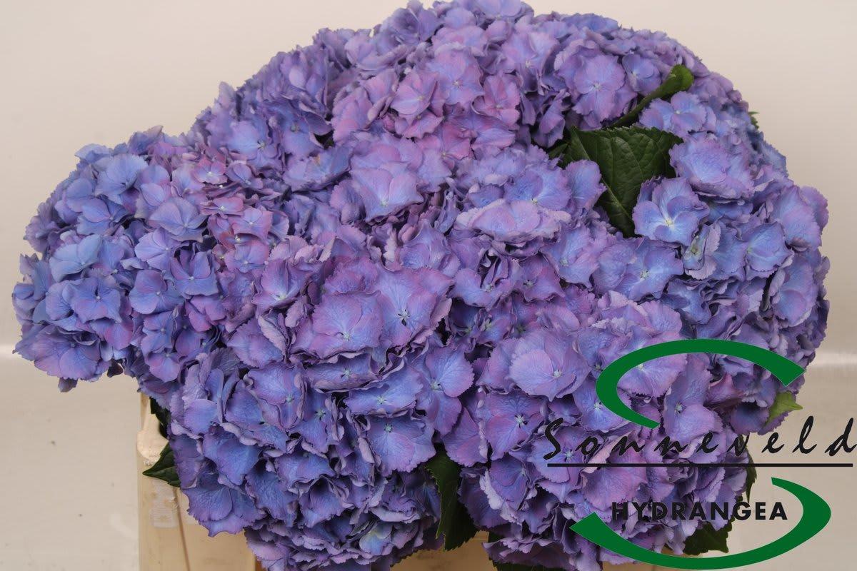 Срезанные цветы оптом Hydrangea pompidou от 10шт из Голландии с доставкой по России