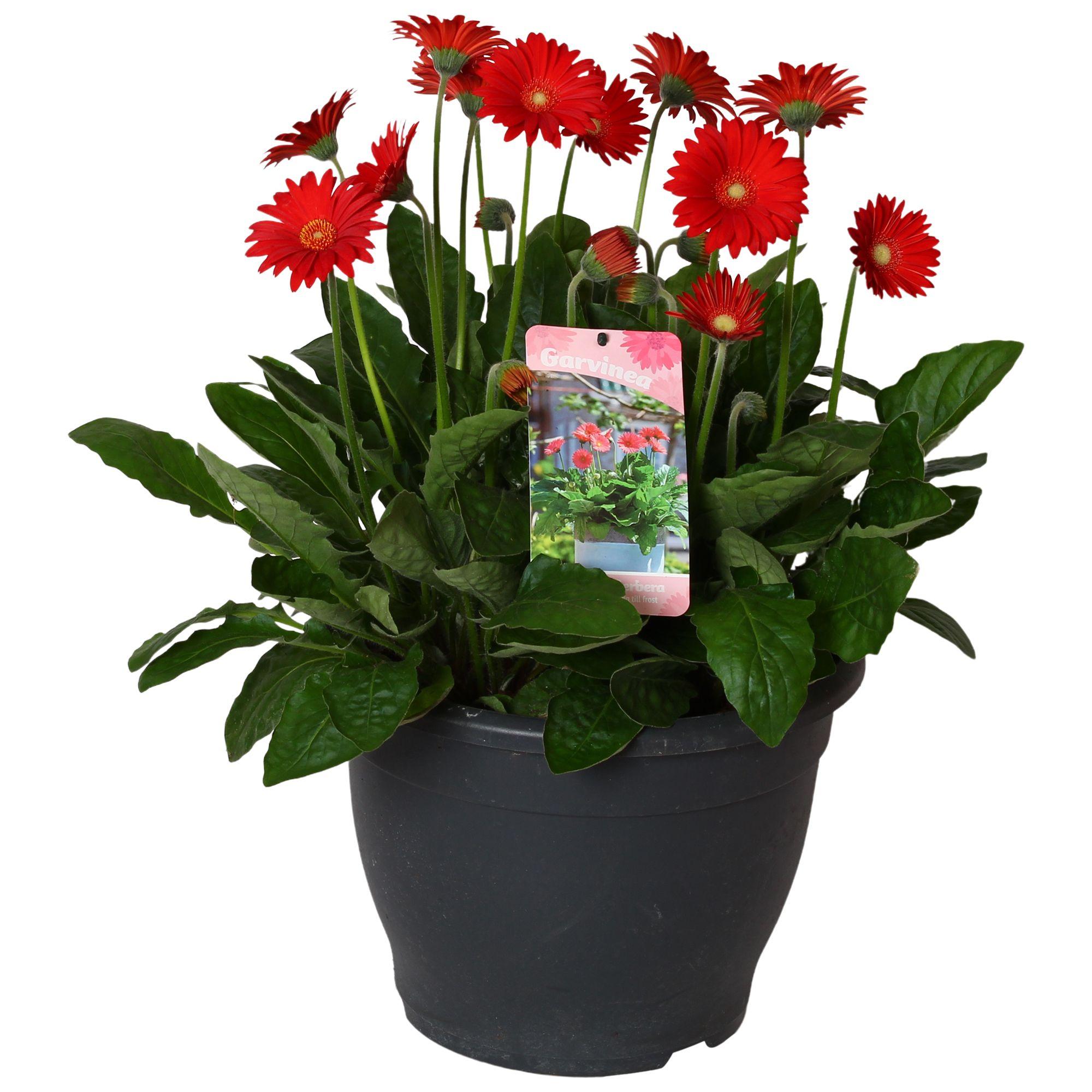 Горшечные цветы и растения оптом Gerbera Garvinea 32cm 7bl Rood от 1шт (для телеги) из Голландии с доставкой по России