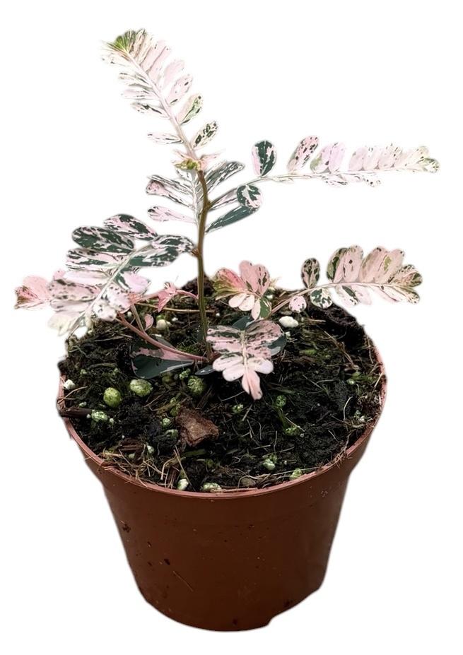 Горшечные цветы и растения оптом Phyllanthus Urinaria Variegata от 1шт (для телеги) из Голландии с доставкой по России