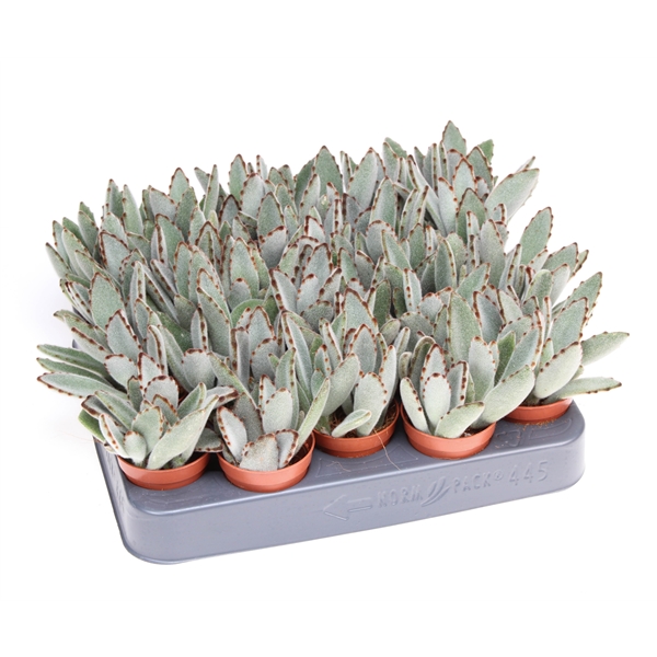 Горшечные цветы и растения оптом Kalanchoe Tomentosa от 20шт из Голландии с доставкой по России